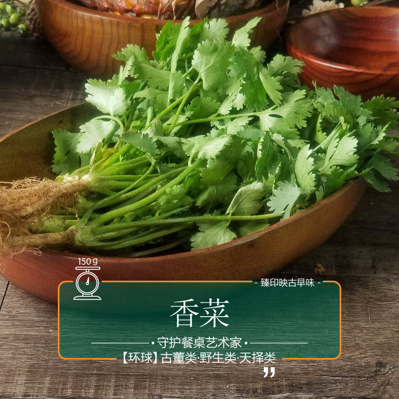 臻印映小芫荽香菜自然鲜香芬芳