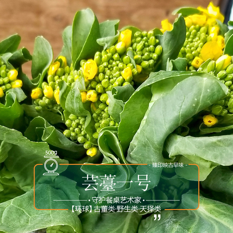 臻印映新鲜芸薹一号菜芯旷野悠闲长成香嫩脆无化肥古法种植清甜爽