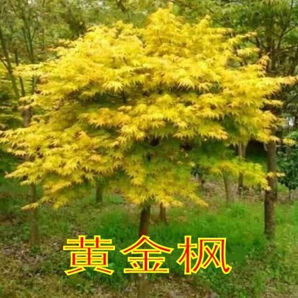 红枫盆栽橙之梦黄金枫红枫赤枫树苗庭院常年红盆栽植物