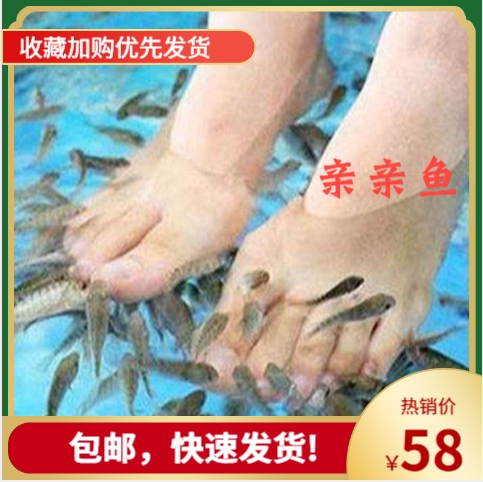 亲亲鱼 足疗按摩鱼 好养耐活温泉鱼 活体鱼疗鱼 温泉鱼专用鱼