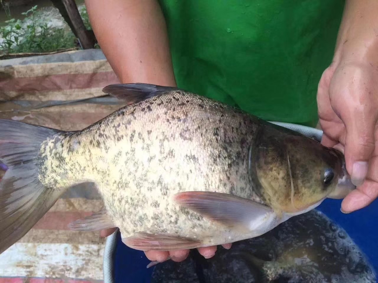 缩骨大头鱼苗 胖头缩骨苗 仙骨苗 缩骨花鲢苗 淡水活体苗