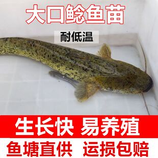 鲶鱼苗 南方大口鲶苗 二须鲶鱼苗 土鲶苗 黄鲶鱼苗 淡水活体苗