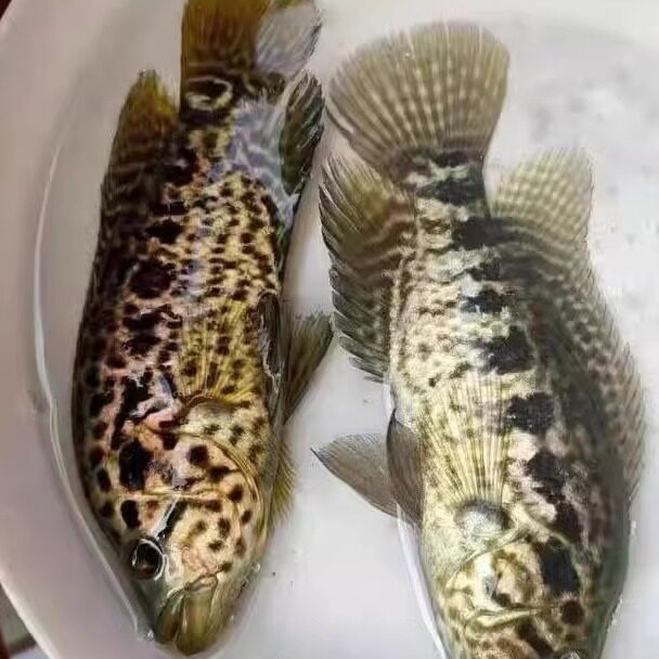 淡水石斑鱼苗珍珠花斑鱼苗老虎鱼苗观赏鱼淡水养殖野杂鱼清理专家