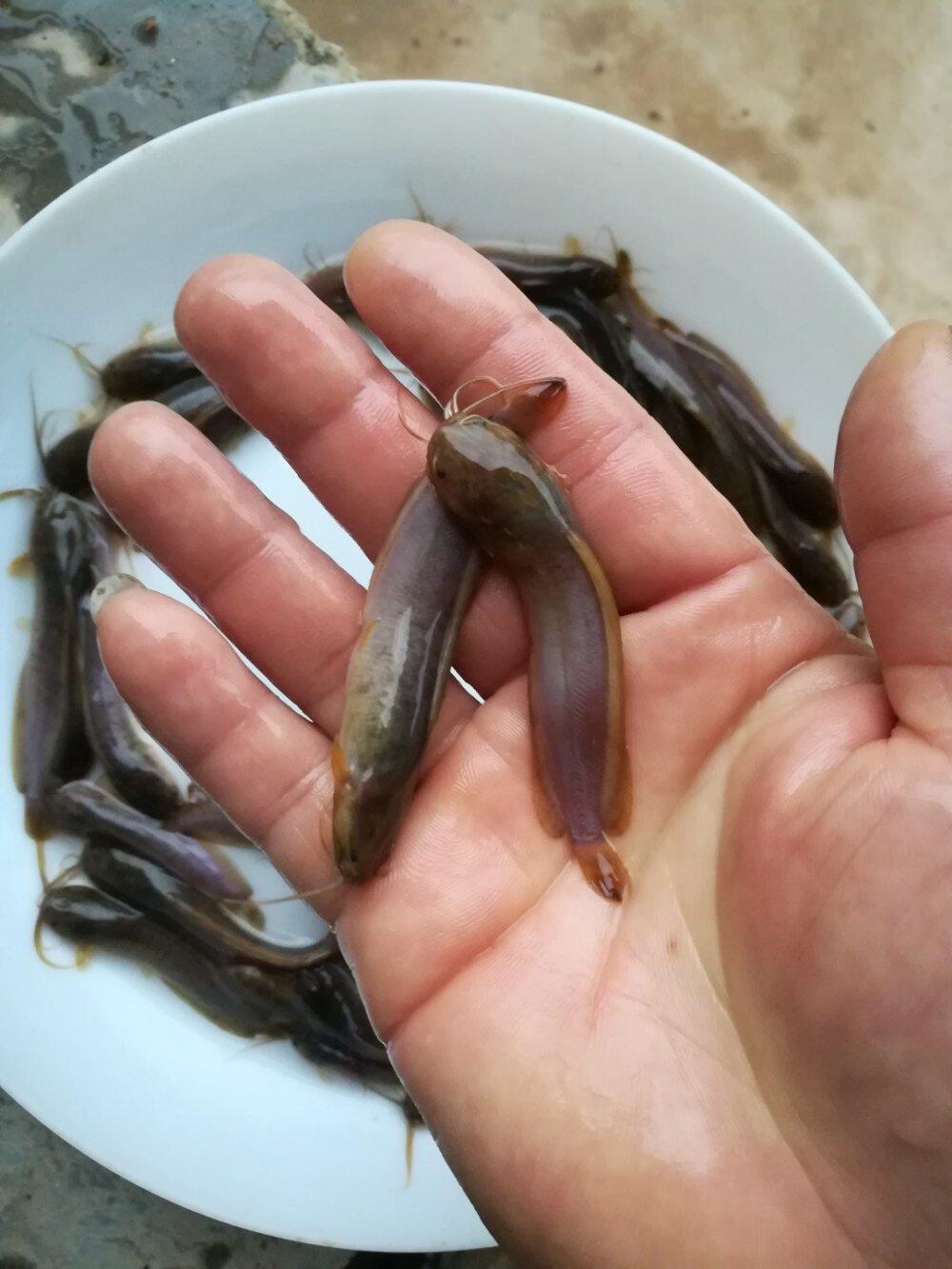塘鲺苗 本地塘鲺苗 塘角苗 土塘鲺苗 胡子鲶苗 淡水活体鱼苗