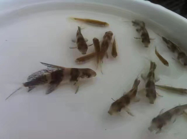 胭脂鱼苗 一帆风顺鱼苗 优质胭脂苗  名贵鱼淡水鱼苗 活体淡水苗