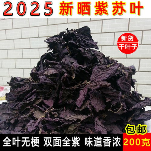 精品双面紫色紫苏叶无梗干净泡水