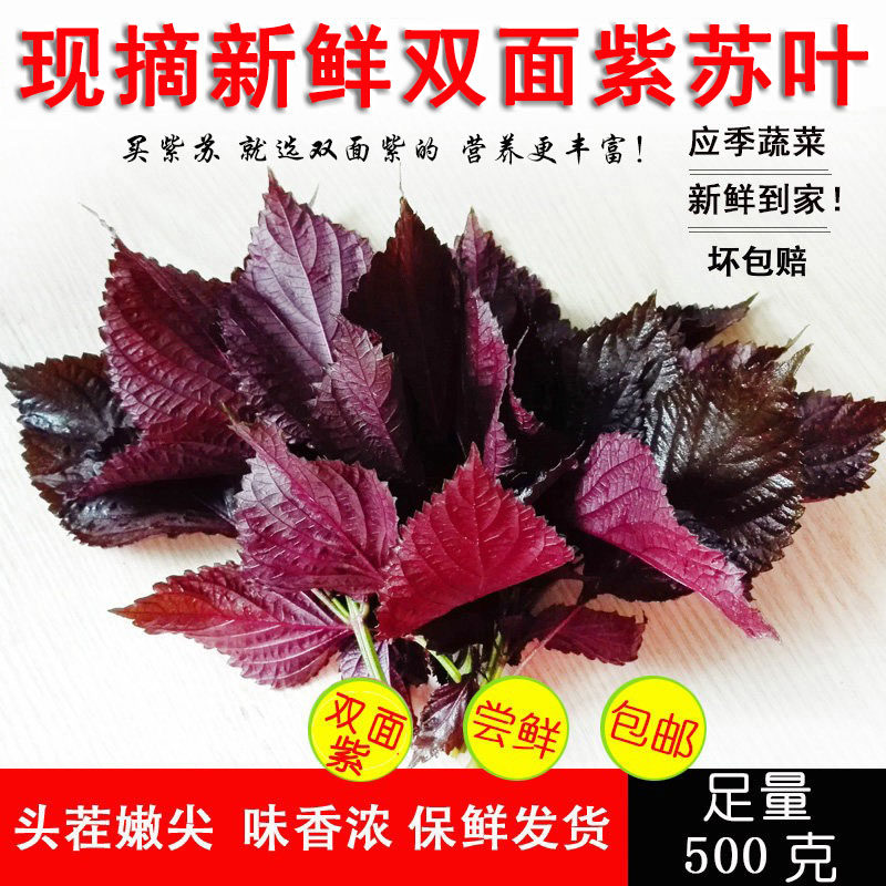 双面紫苏叶干食用新鲜紫苏叶干紫苏酱梅子原料包邮调料去腥味泡水