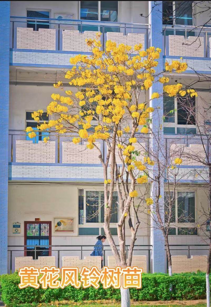 紫花宫粉紫荆黄花风铃木树苗庭院