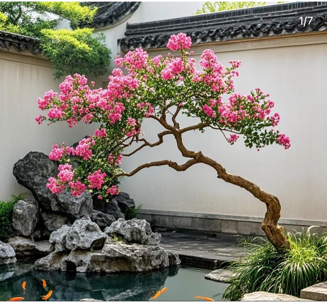 庭院紫薇树红火箭天鹅绒老桩耐寒耐热花期长