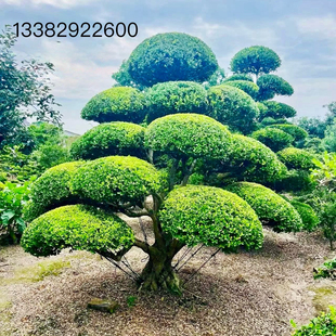 四季长青黄杨造型树庭院别墅景观