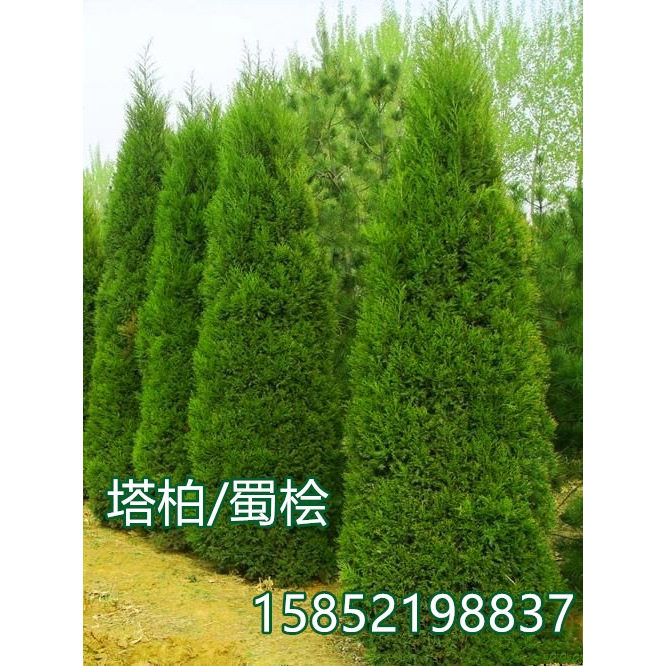柏树苗塔柏蜀桧宝塔墓地四季青图片