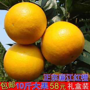 正宗廉江红江橙子新鲜水果10斤大果整箱当季水果橙子5斤特产包邮