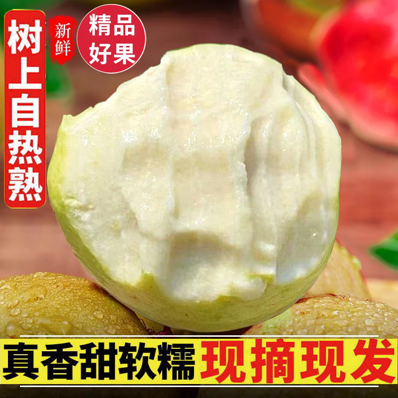 白心芭乐番石榴老树果新鲜水果现摘应季芭乐软心软糯香甜放软吃 - 实物图
