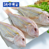 新鲜冷冻 湛江特产天然深海鱼3斤 红衫 鱼 调顺渔家 金丝鱼
