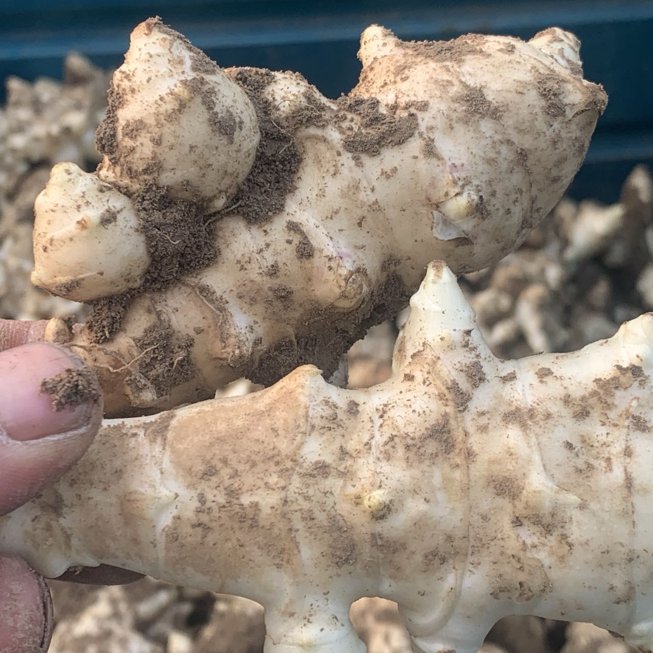 洋姜新鲜现挖野鬼子姜不辣菊芋