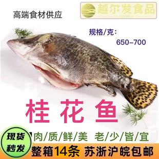 鲜冻桂花鱼去鳞去脏去腮鳜鱼季花鱼酒店餐饮特色水产半成品食材