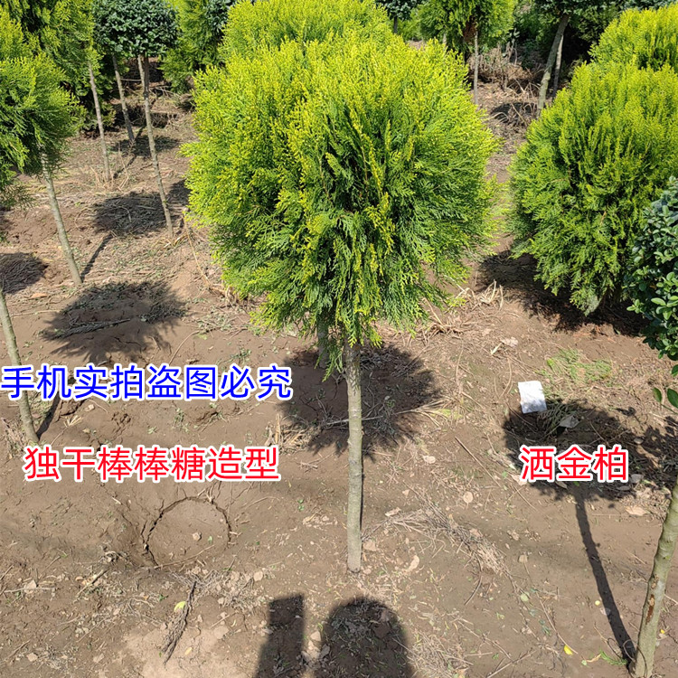 四季常青植物洒金柏树苗扁柏侧柏树苗棒棒糖洒金柏球60-1-1.5-2米