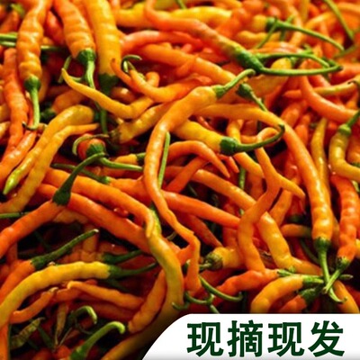 湖南衡东三樟鲜辣椒黄贡椒原产地直供新鲜现摘现发