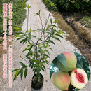 四季 鹰嘴桃果树苗接嫁桃子树水蜜桃果苗南北方可养植物带杯 可种