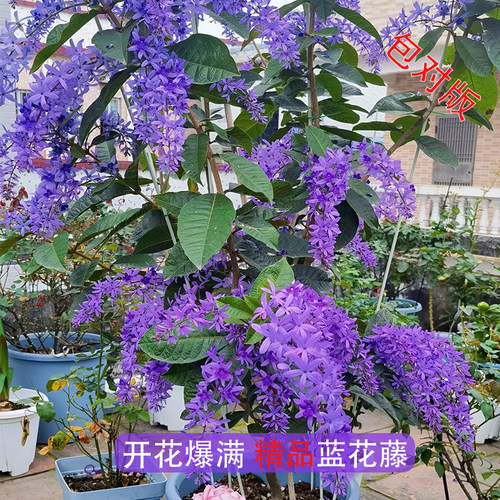 大叶蓝花藤花苗泰国许愿藤盆栽花