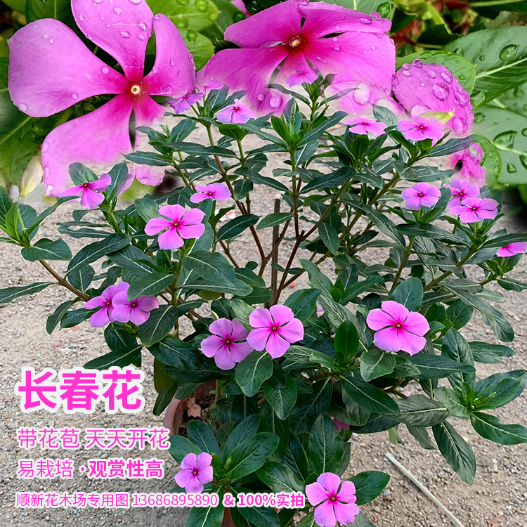 长春花盆栽耐热植物五叶梅花苗