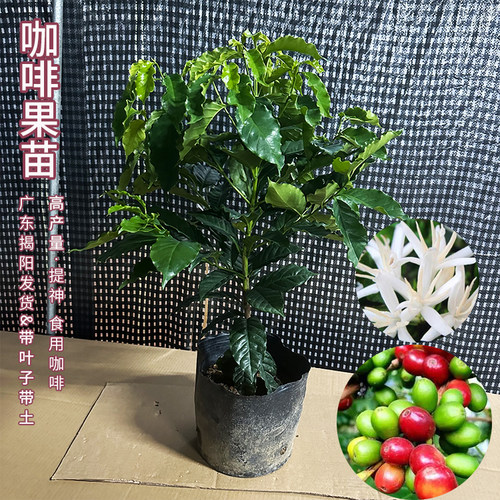 咖啡豆果苗卡迪姆四季可种果树苗