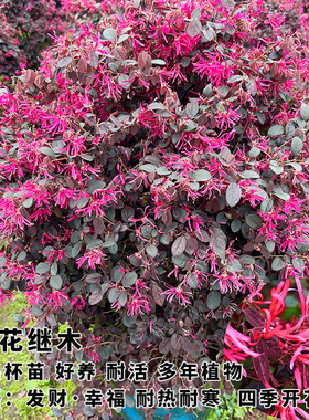 红花继木苗檵木苗四季开花工程绿化袋苗耐热耐寒红桎木继木树苗