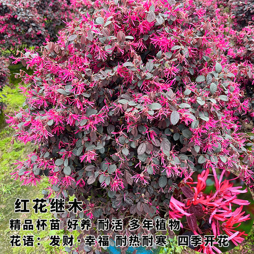 红花檵木盆栽树苗工程绿化袋苗