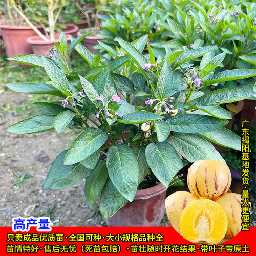 人参果苗果树正宗食用长寿果苗