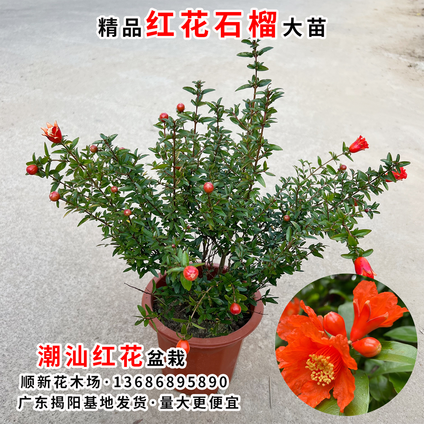 红花苗潮汕石榴花盆栽阳台庭院