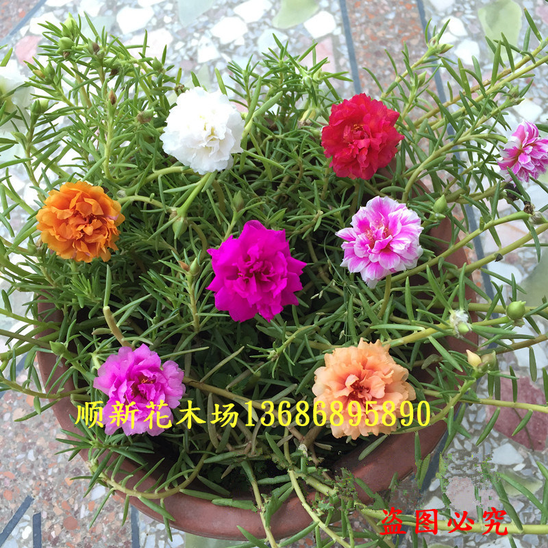 太阳花盆栽混色花苗好养七彩松叶牡丹宿根 多年生多色多季开花