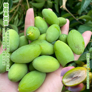 橄榄果树苗甜橄榄苗三捻橄榄树盆栽黑橄榄正宗潮汕好吃品种带叶