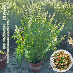 正宗潮汕金不换苗食用九层塔盆栽鱼香菜苗罗勒海鲜调料菜香料植物