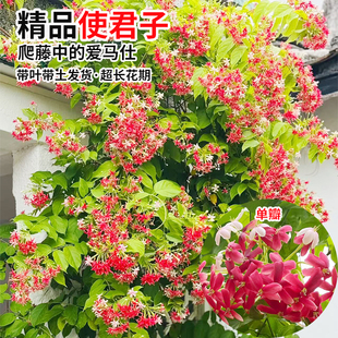 使君子 爬藤植物 浓香型重瓣水吏子花苗围墙七彩夜来香盆栽留球子