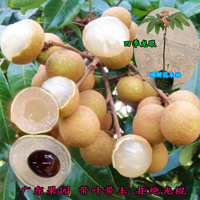龙眼树苗当年结果石硖广东四季