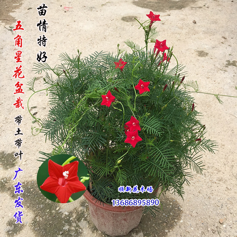 五角星花苗爬藤植物羽叶茑萝花盆栽阳台庭院易种耐热开花不断