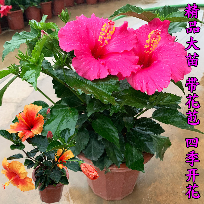 朱槿盆栽单瓣进口耐热扶桑花苗