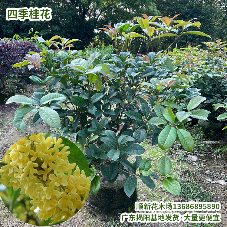 四季桂花盆栽浓香型好养树苗庭院