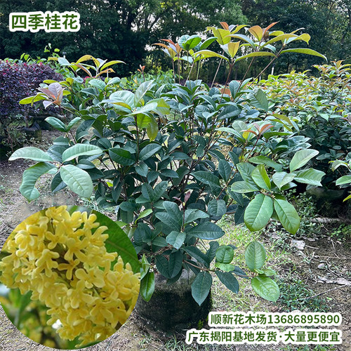 四季桂花盆栽浓香型好养树苗庭院