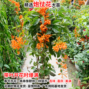 炮仗花苗爬藤植物 常青鞭炮花苗大苗花苗攀援花卉红爆竹花围墙花