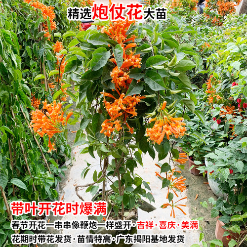 炮仗花苗盆栽攀爬植物带叶带土