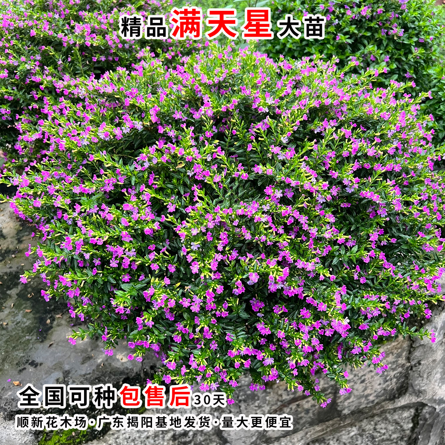 萼距花苗满天星盆栽工程绿化好养植物孔雀兰庭院阳台金叶满天星苗图片