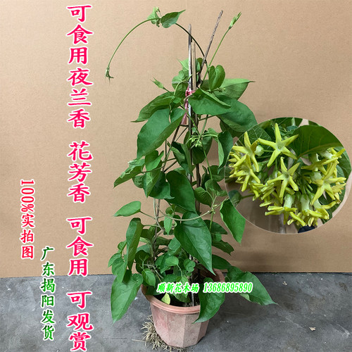 食用夜来香花苗爬藤夜兰香花盆栽