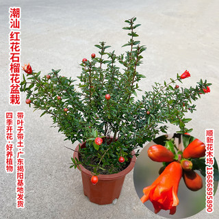 石榴花盆栽 潮汕红花 石榴花苗 红花苗 喜庆吉祥花苗庭院阳台绿植