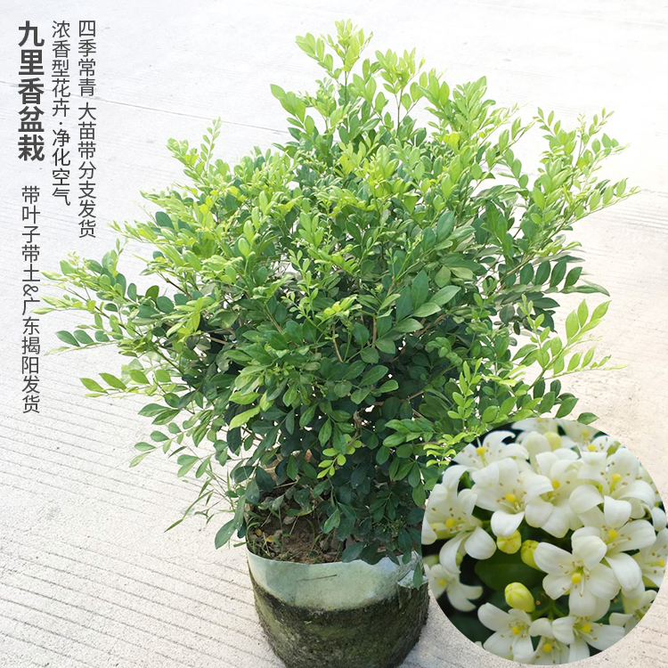 九里香花苗七里香苗千里香花盆栽清香怡人驱蚊庭院植物绿化苗-封面