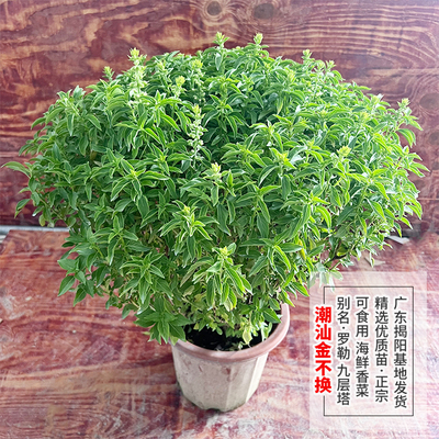金不换苗九层塔罗勒盆栽香料苗