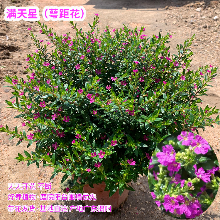 满天星盆栽工程绿化好养植物孔雀兰萼距花苗庭院阳台金叶满天星苗