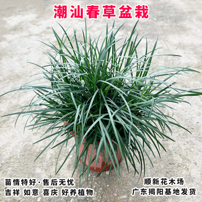 潮汕春草盆栽麦冬草地被绿化苗木