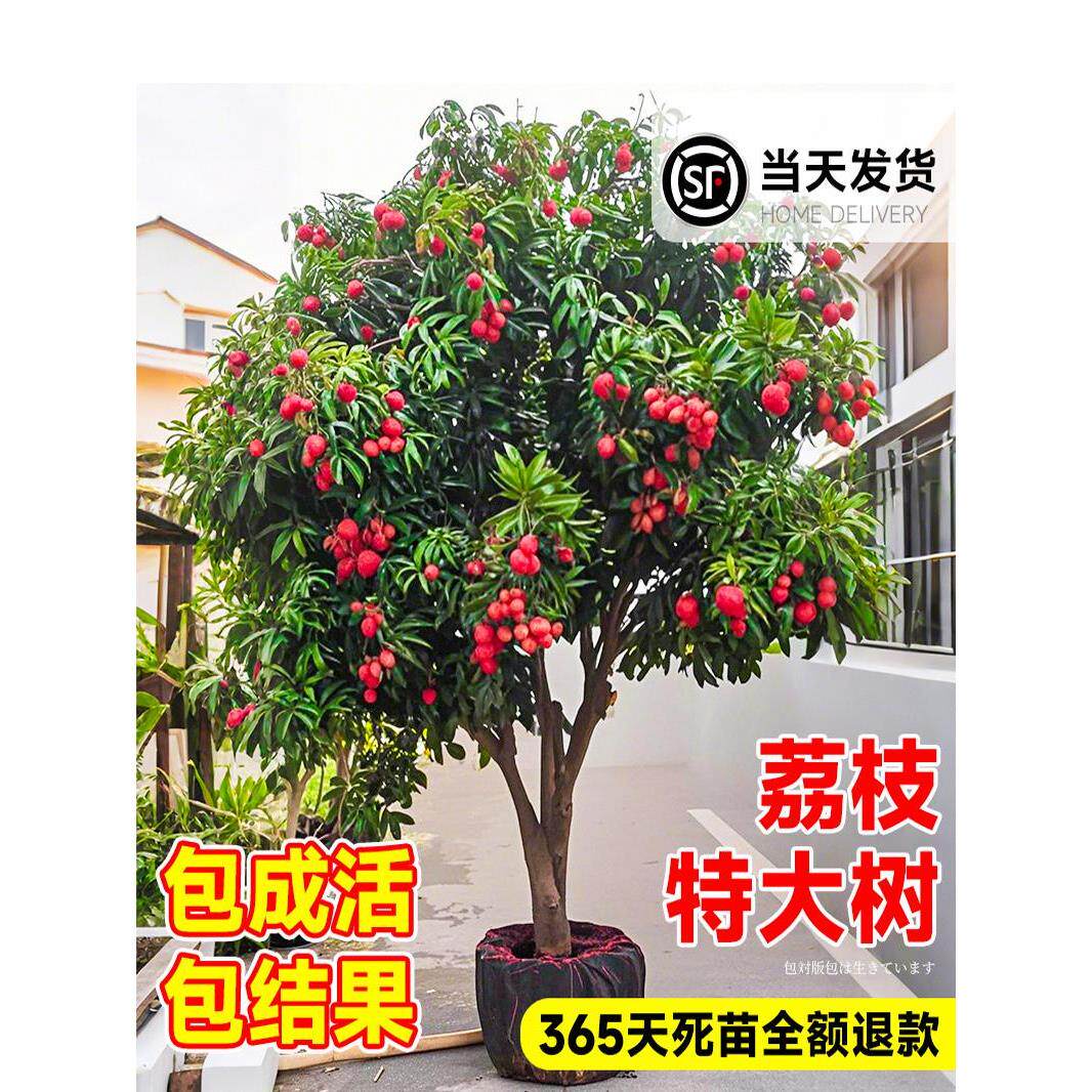 特大号无核荔枝嫁接苗南北可种