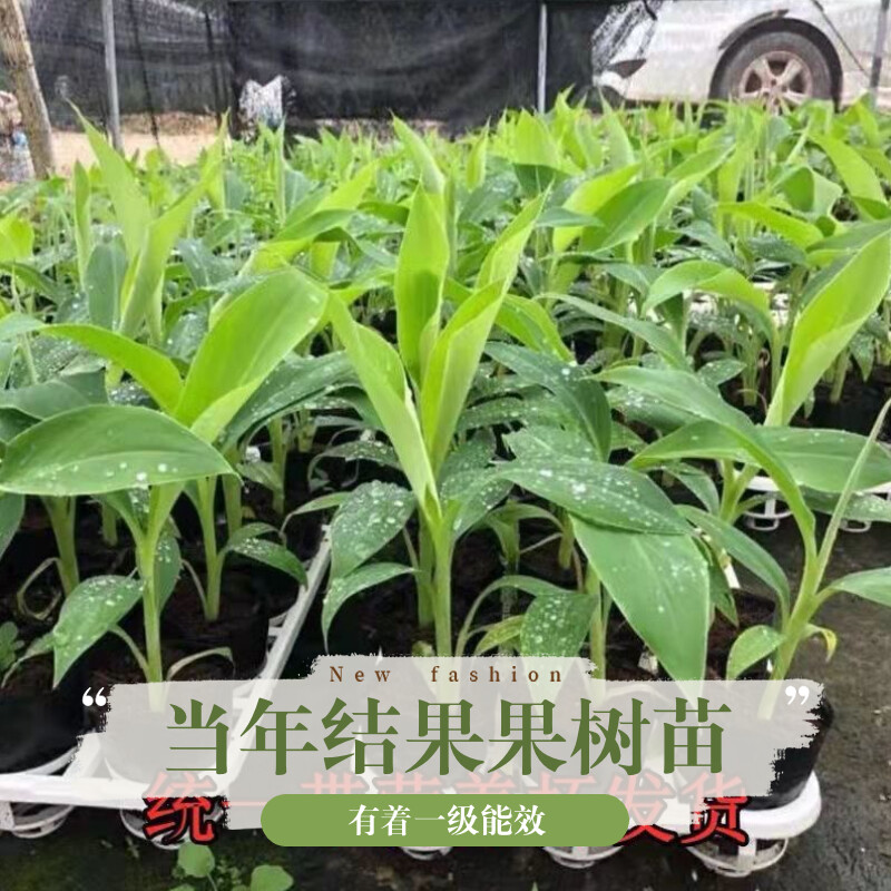 优质香蕉果树苗庭院阳台种植